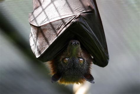 Death Valley: Woman picks up rabid bat outside store and is bitten